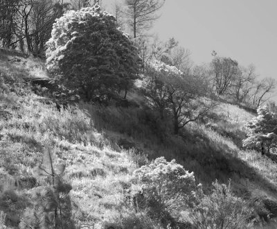 grassy slope.jpg