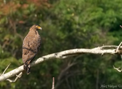 Crested Serpent Eagle -- 2009