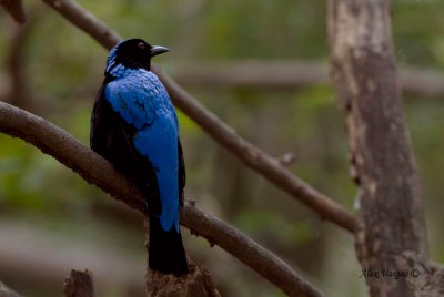 Asian Fairy-bluebird - male -- 2008