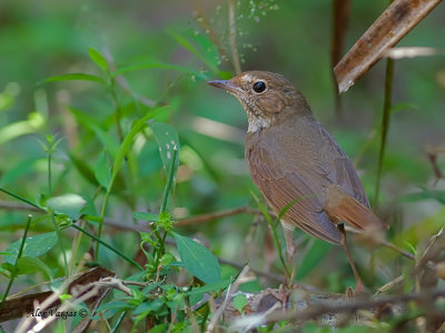 Rufous-tailed Robin - 3