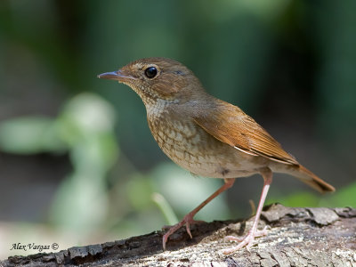 Rufous-tailed Robin -- sp 314