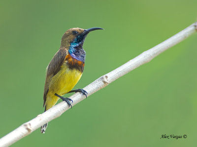 Olive-backed Sunbird - male - 2011 - 1