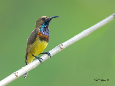 Olive-backed Sunbird -- sp 40