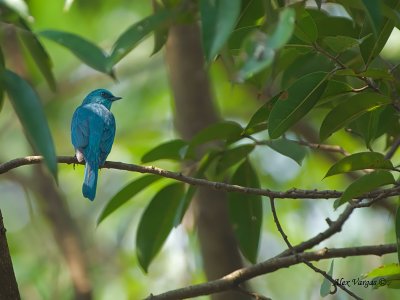 Verditer Flycatcher - female - 3