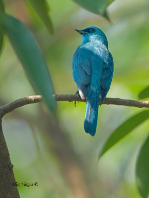 Verditer Flycatcher - female - 4