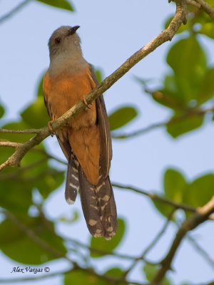 Plaintive Cuckoo - male - 2011