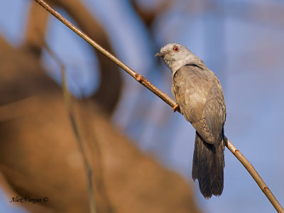 Plaintive Cuckoo - male - 2011 - 2