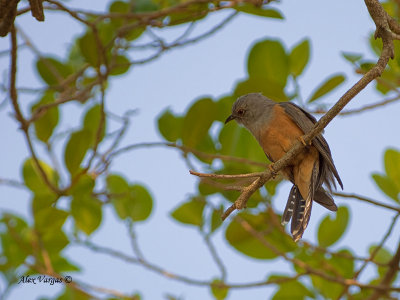 Plaintive Cuckoo - male - 2011 - 3