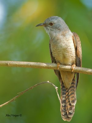 Plaintive Cuckoo - molting - 2011