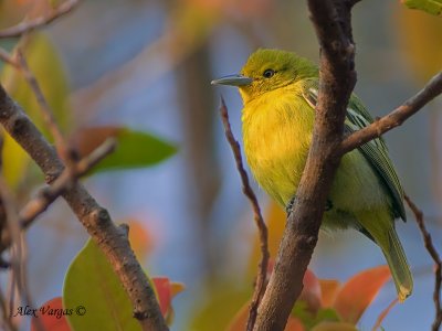 Common Iora - female - 2011