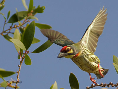 Coppersmith Barbet - 2011