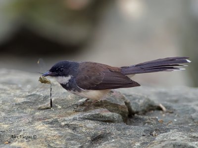Pied Fantail - 2011