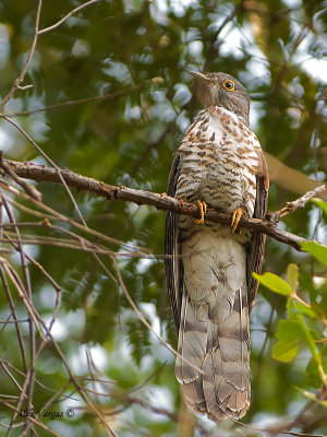 Large Hawk-Cuckoo - juvenile