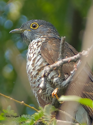 Large Hawk-Cuckoo - juvenile - portrait