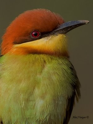 Chestnut-headed Bee-eater - 2011 - portrait
