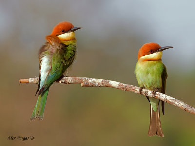Bee-eaters, Parrots and Hornbills.