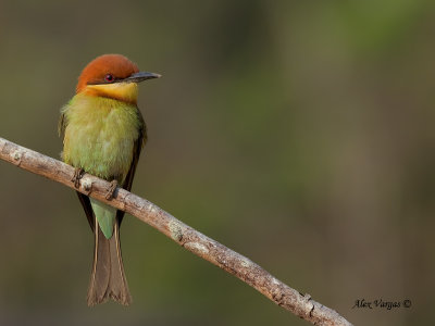 Chestnut-headed Bee-eater - 2011