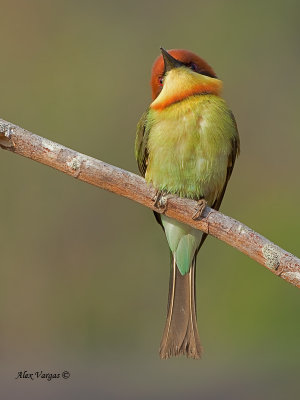 Chestnut-headed Bee-eater 2011 - 4