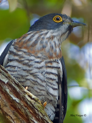 Large Hawk-Cuckoo - adult - portrait