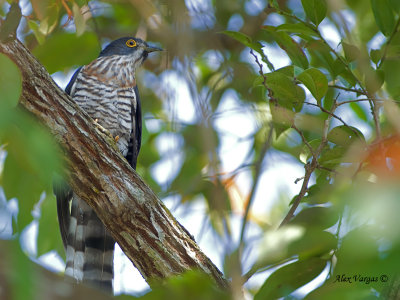 Large Hawk-Cuckoo - adult