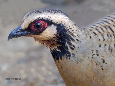 Bar-backed Partridge - portrait