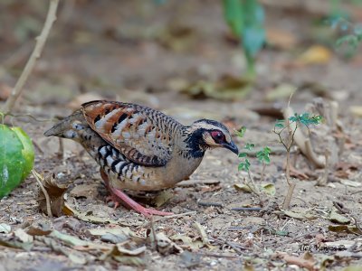 Bar-backed Partridge - 2