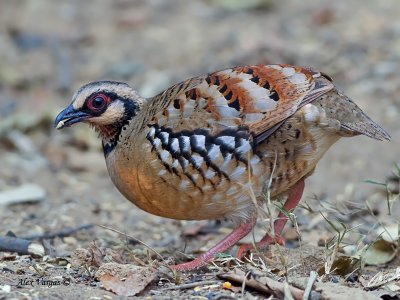 Bar-backed Partridge