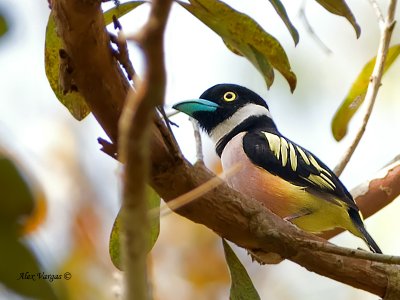 Black-and-Yellow Broadbill - male