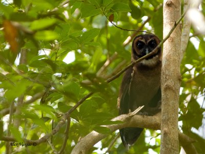 Brown Wood Owl - sp 320