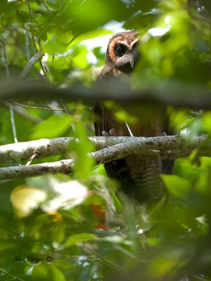 Brown Wood-Owl - hiding
