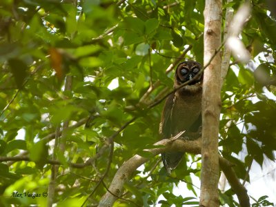 Brown Wood-Owl - sleepy