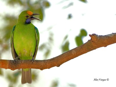 Golden-fronted Leafbird - male - 2011