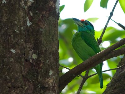 Blue-throated Barbet - sp 322