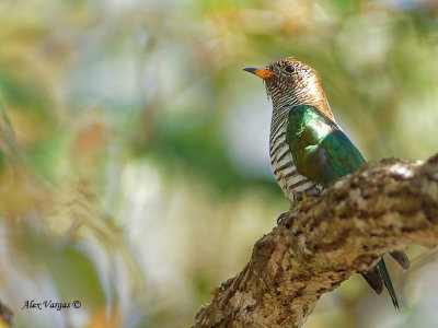 Emerald Cuckoo - female