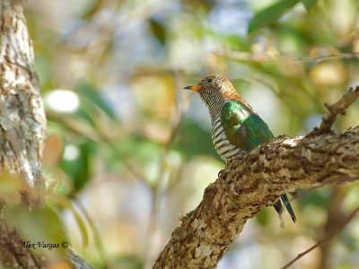 Emerald Cuckoo - female - 2011