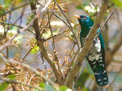 Emerald Cuckoo - male
