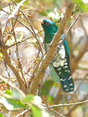 Emerald Cuckoo - male - 2011