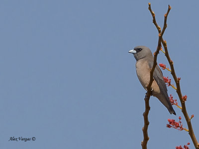 Ashy Woodswallow - 2011