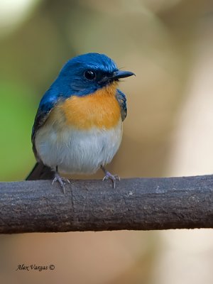 Thikells Blue-Flycatcher - male