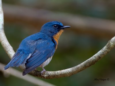 Thikells Blue-Flycatcher - male - 2011