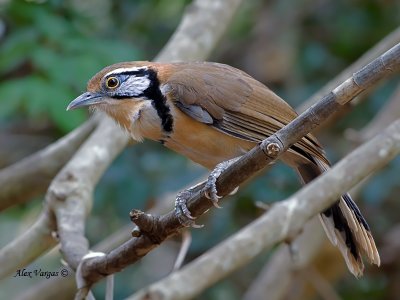 Greater Necklaced Laughinthrush -- sp 55