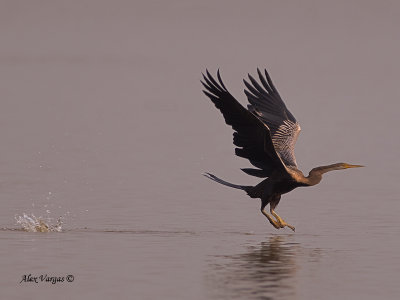 Oriental Darter - 2011 - landing