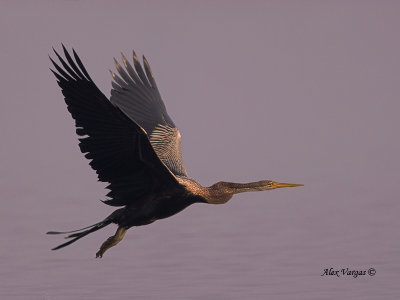 Oriental Darter -- sp 154