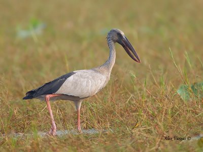 Asian Openbill - 2011