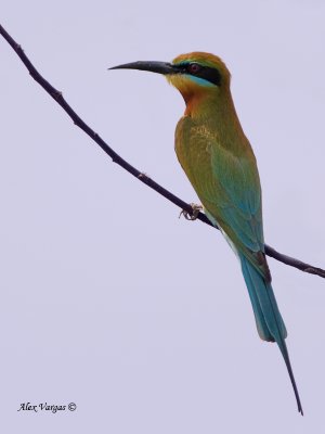 Blue-tailed Bee-eater - 2011