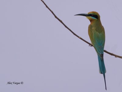 Blue-tailed Bee-eater -- sp 110