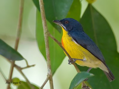 Crimson-breasted Flowerpecker - male - flank view