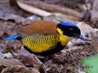 Gurneys Pitta - male