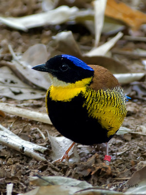 Gurneys Pitta - male - 2011