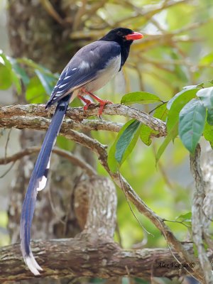Red-billed Blue-Magpie - alert - 2011